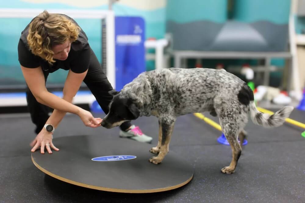 balance board for dogs in rehab