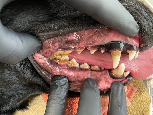 Before image of dog number 2 dental work