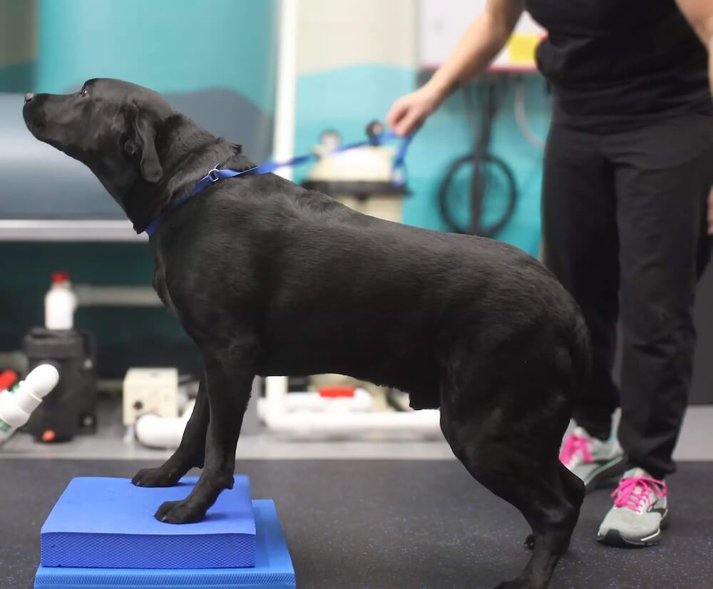 rehab cookie stretching