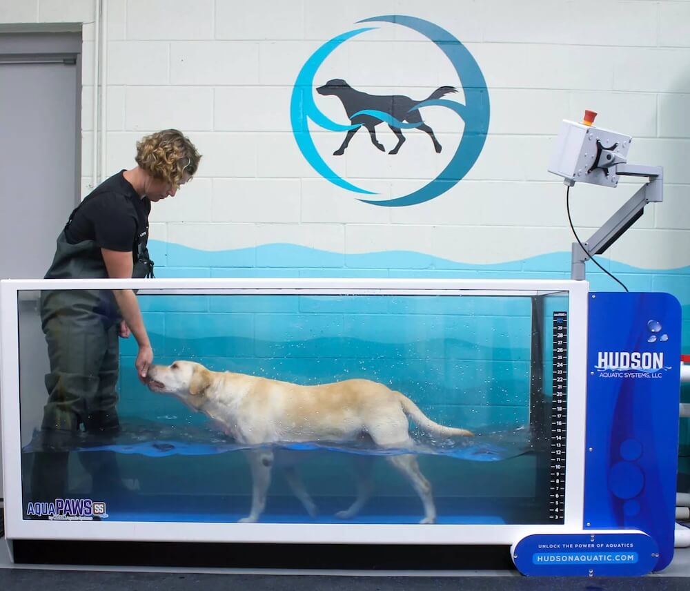 dog doing water therapy on the water treadmill