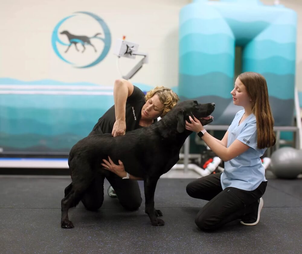 Veterinary Spinal Manipulation Therapy (VSMT)