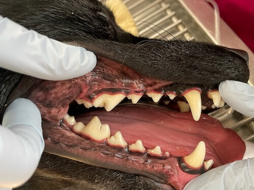 After image of dog number 2 dental work