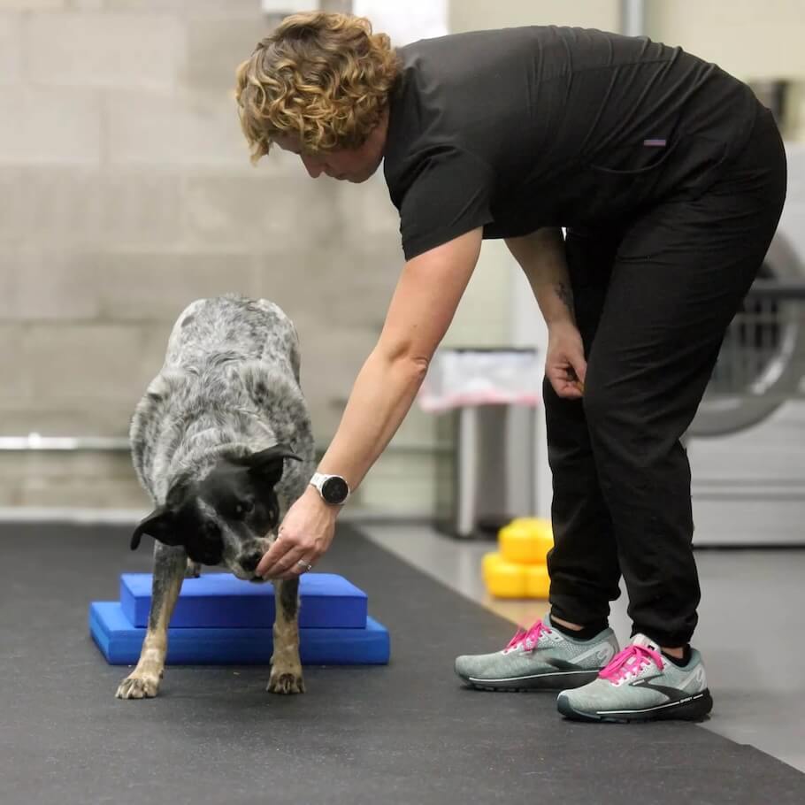 Trainer giving a dog a cookie during training at art of healing 