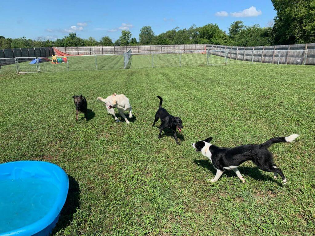 dogs running around playing at wonago play day care