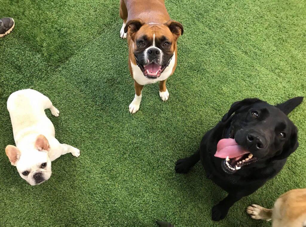 dogs sitting for a pic at the day care