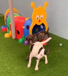 Dogs playing in a plastic doggy tunnel at daycare