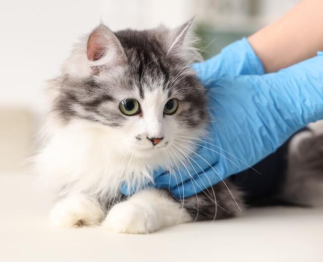 Veterinary Care