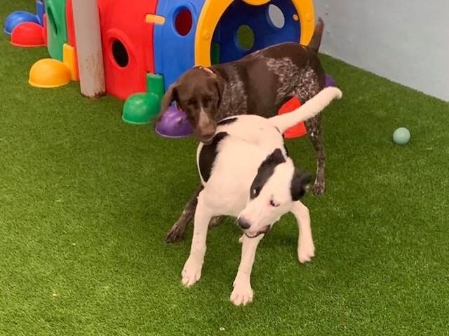 Wonago Play Doggy Daycare